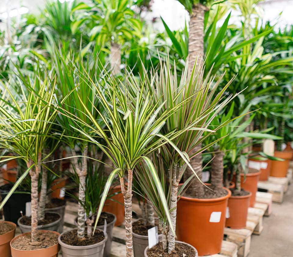 季節の花や植物との出会いイメージ